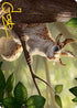 Squirrel Sovereign Art Card (Gold-Stamped Signature) (ASMH2-071) - Art Series: Modern Horizons 2