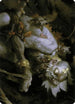 Nested Shambler Art Card (ASMH2-032) - Art Series: Modern Horizons 2