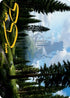Forest (61/81) Art Card (Gold-Stamped Signature) (ASAFR-061) - Art Series: Adventures in the Forgotten Realms