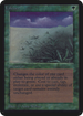 Lifelace (LEA-) - Limited Edition Alpha