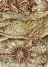 Phyrexian Processor Art Card (ASBRO-070) - Art Series: The Brothers' War