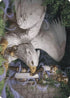 Dutiful Griffin Art Card (ASWOE-003) - Art Series: Wilds of Eldraine