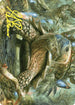 Blossoming Tortoise Art Card (Gold-Stamped Signature) (ASWOE-024) - Art Series: Wilds of Eldraine