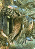 Blossoming Tortoise Art Card (ASWOE-024) - Art Series: Wilds of Eldraine