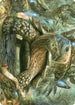 Blossoming Tortoise Art Card (ASWOE-024) - Art Series: Wilds of Eldraine