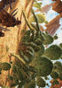 Cactarantula Art Card (ASOTJ-012) - Art Series: Outlaws of Thunder Junction