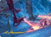 Dragonback Assault Art Card (22/54) (Gold-Stamped Signature) (AATDM-022) - Art Series: Tarkir: Dragonstorm